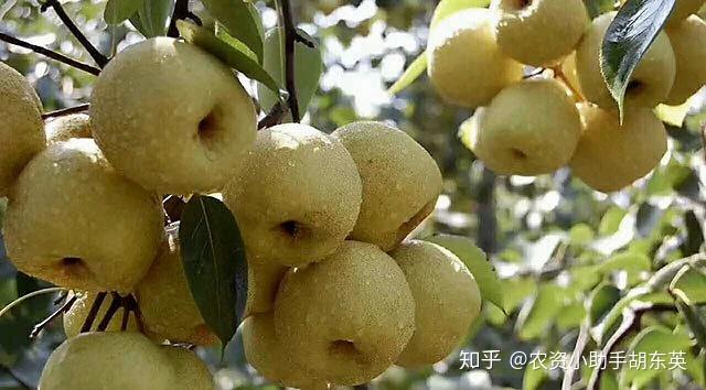 梨树根腐病怎么用药?软腐烂根病症状,枯萎黄萎病预防用药根小子! - 知乎