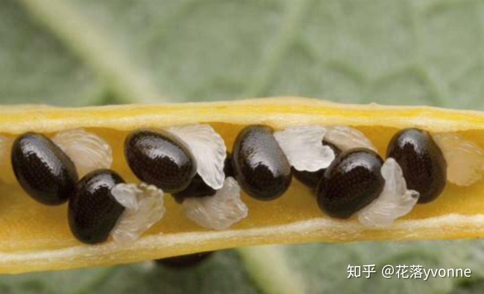 哪些植物依靠动物传播种子？ - 知乎