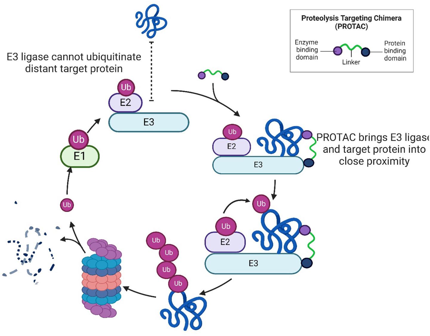 分子胶&PROTACs热门靶点——CRBN - 知乎