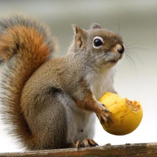 重庆一家三只松鼠店铺招聘店员,要求保持「松鼠式笑容」「对顾客喊