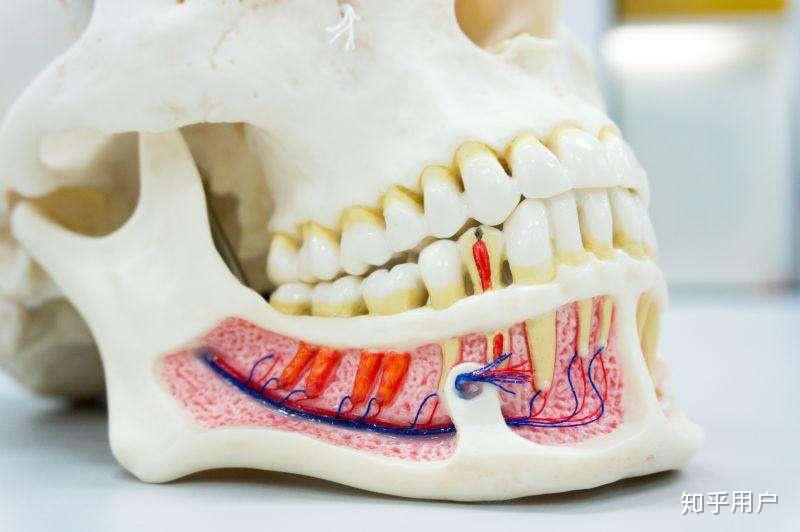 人类没有犬齿,是不是本来就是吃素的? - 知乎