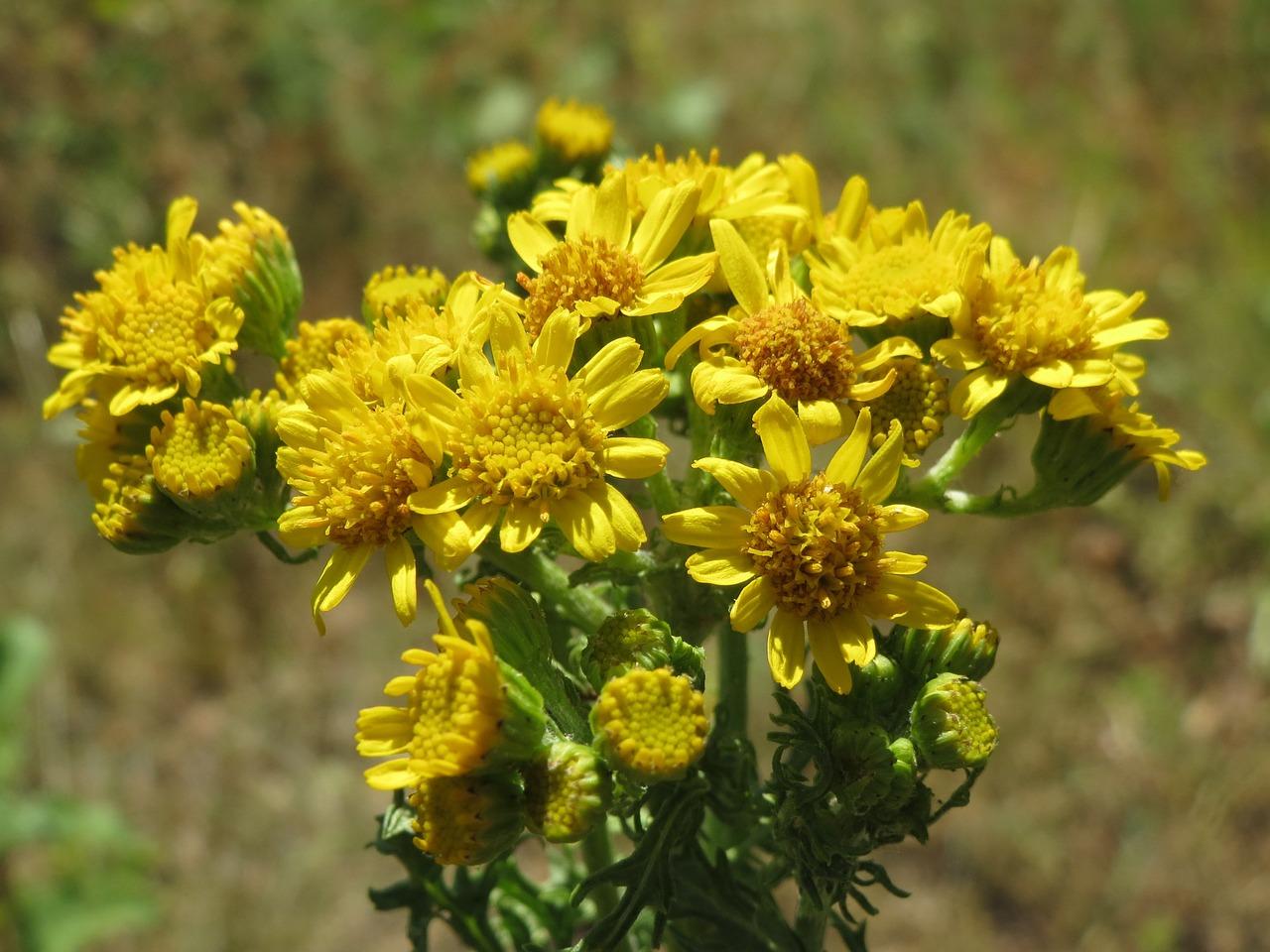 3. 坚韧精神的象征