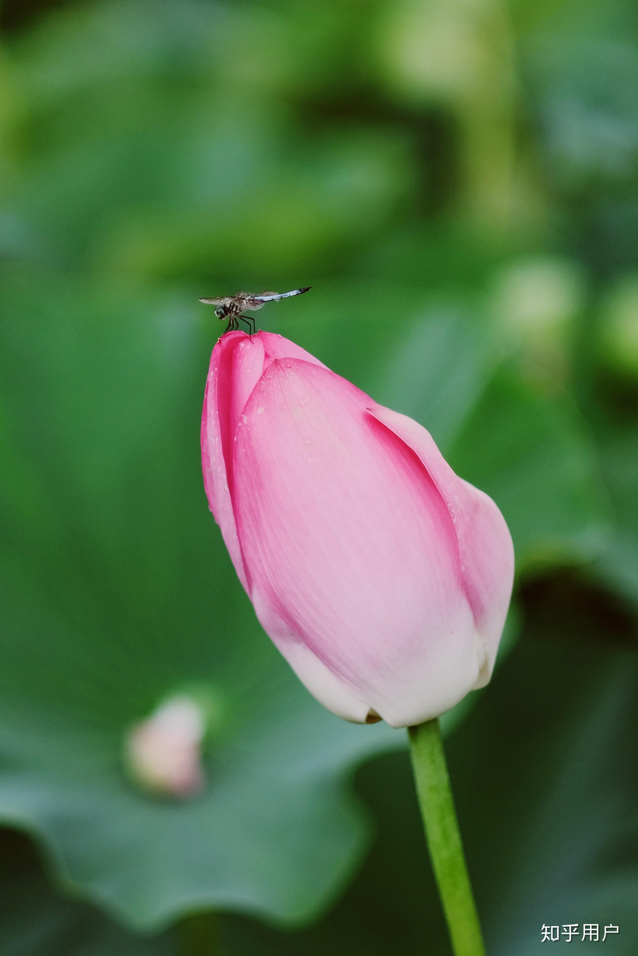 在你的摄影生涯里用85mm定焦镜头拍出过哪些满意的作品