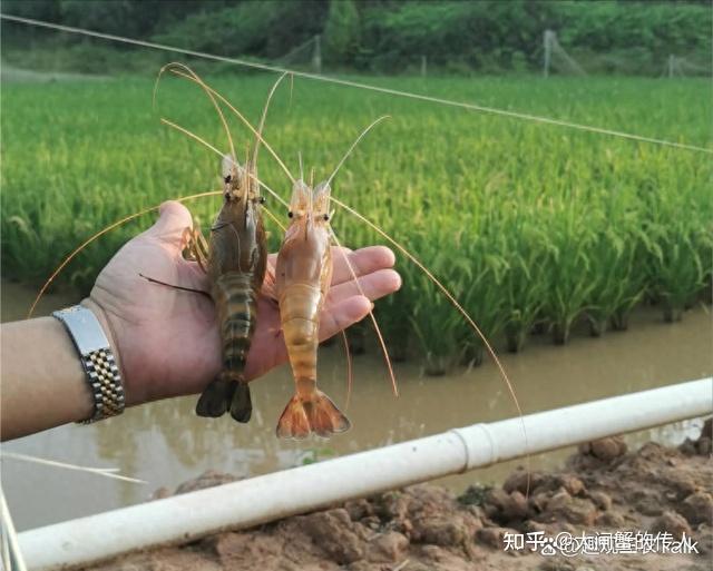 稻虾共生模式:罗氏沼虾的稻田养殖技术 - 知乎