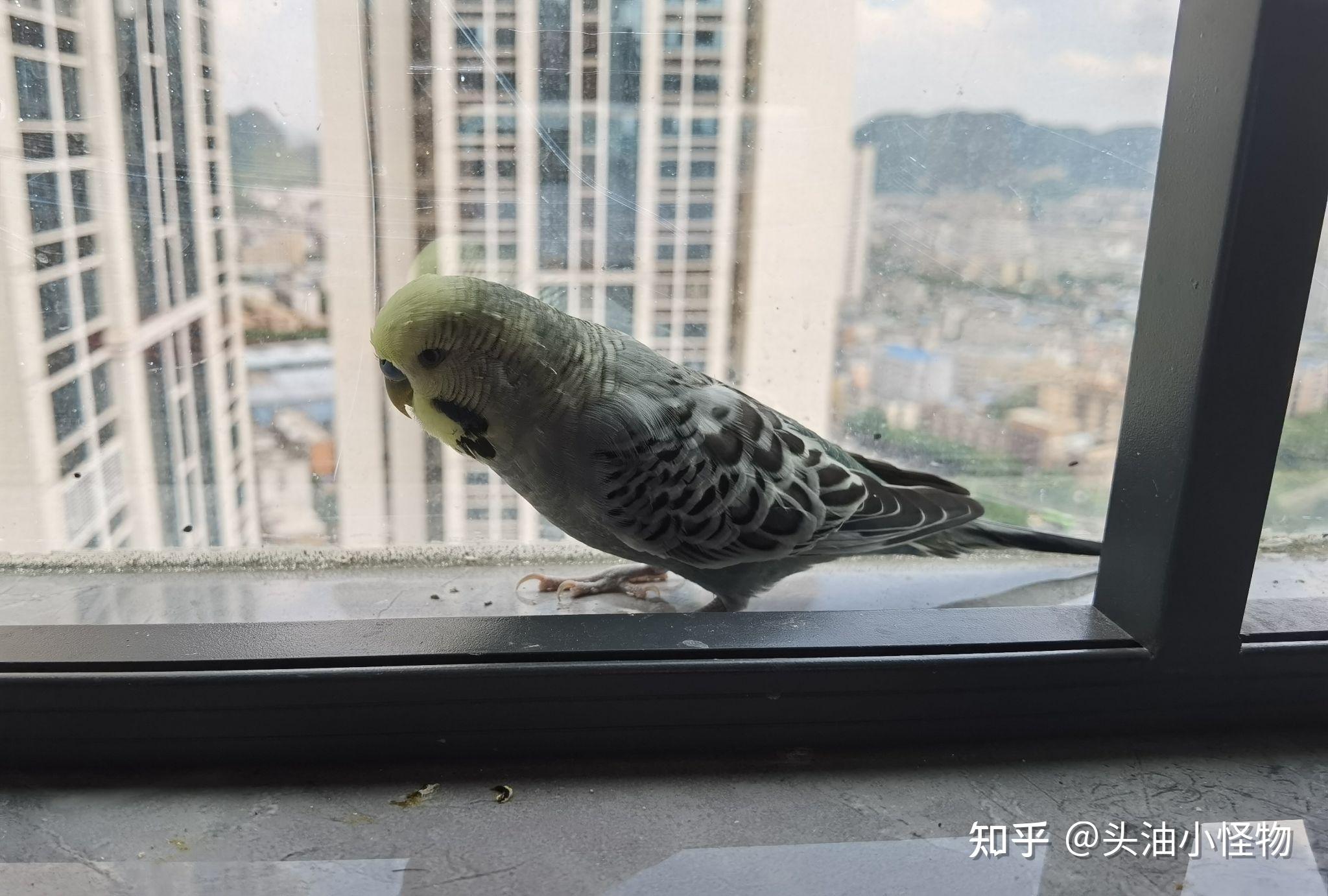 国血大头虎皮公,三四个月大就会飞,前几个月有一段时间翅膀耷拉没精神