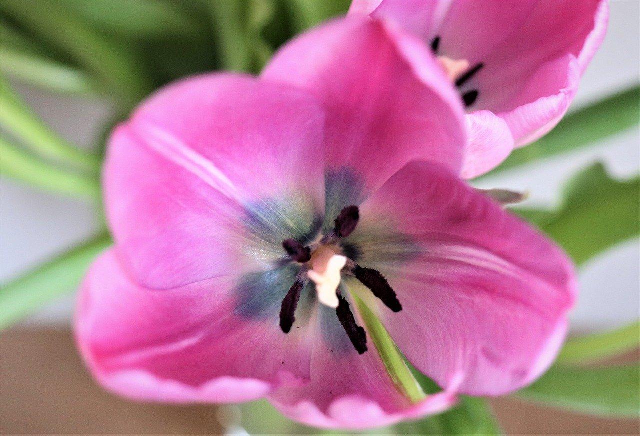 生百合怎么保存