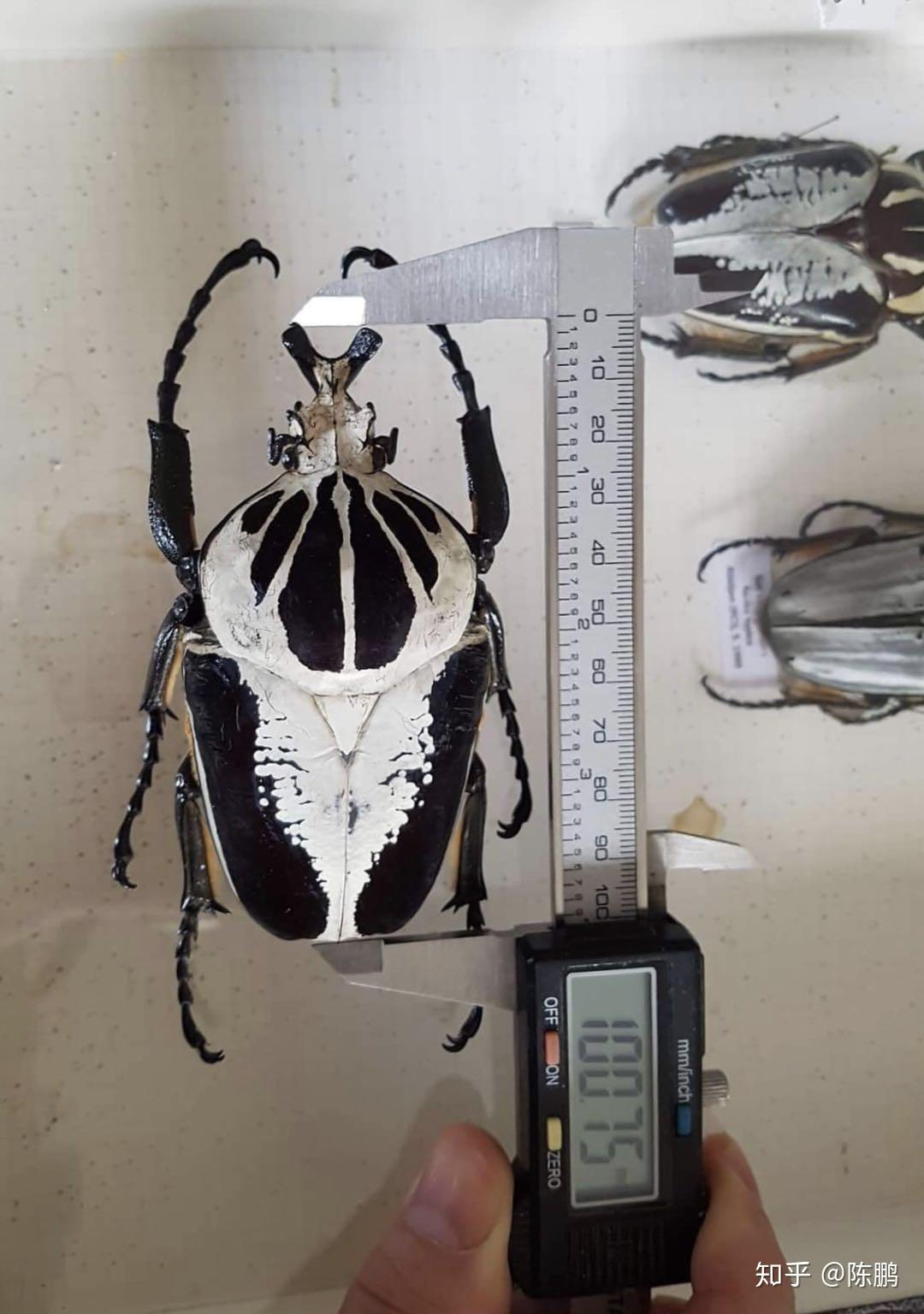 昆虫界有哪些昆虫是极为漂亮的？ 知乎