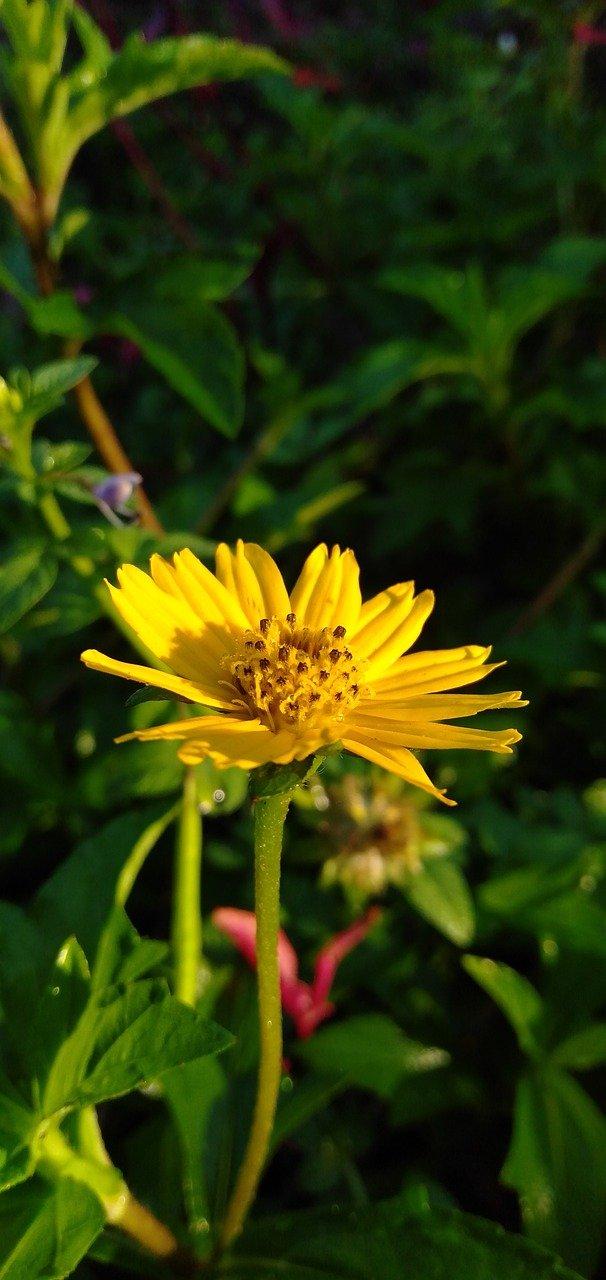 金鸡菊生长习性