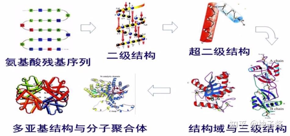 蛋白质分子中结构模体和结构域,超二级结构有什么区别?
