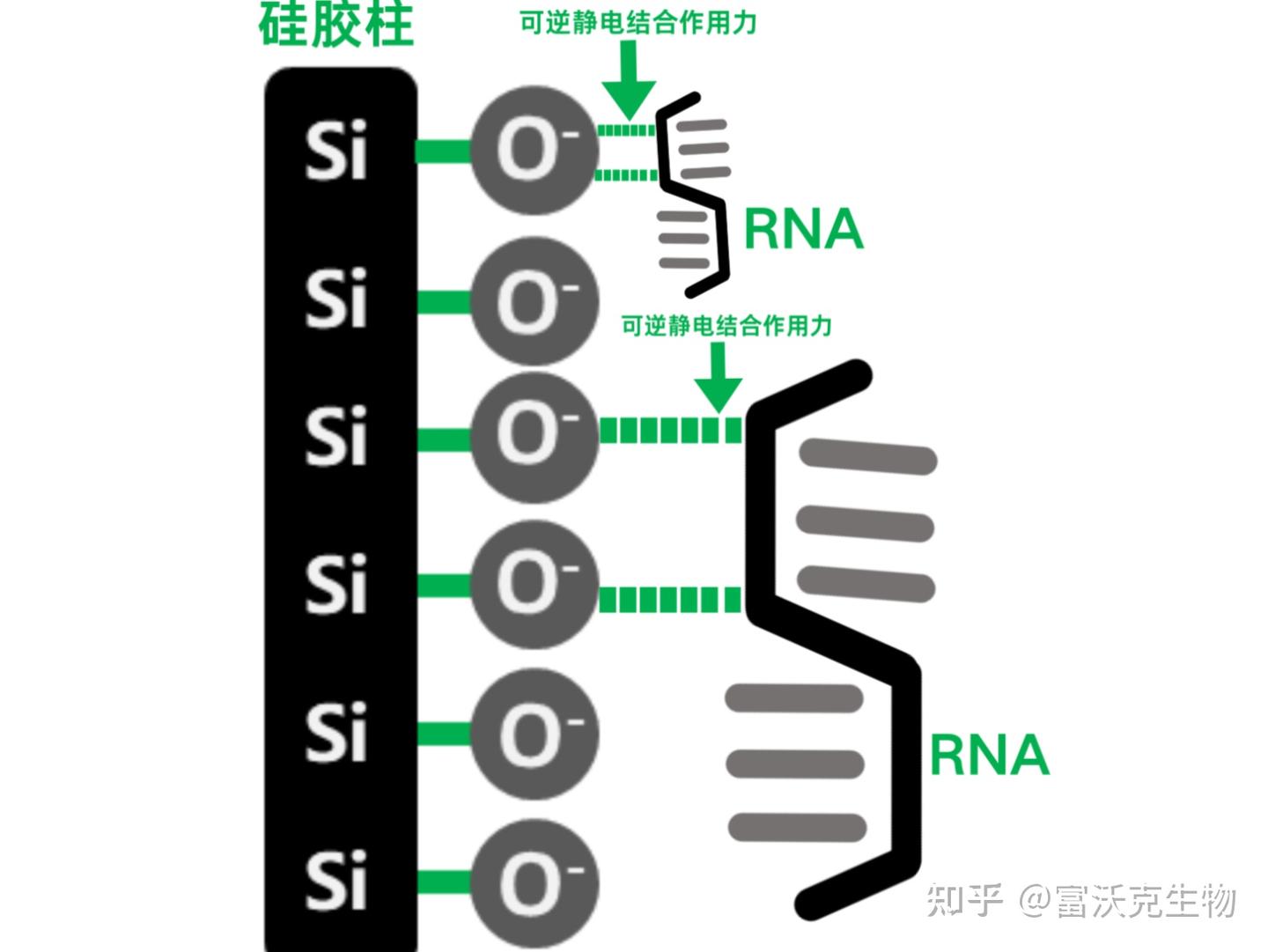 柱式法:RNA纯化·DNA清零新方案 - 知乎