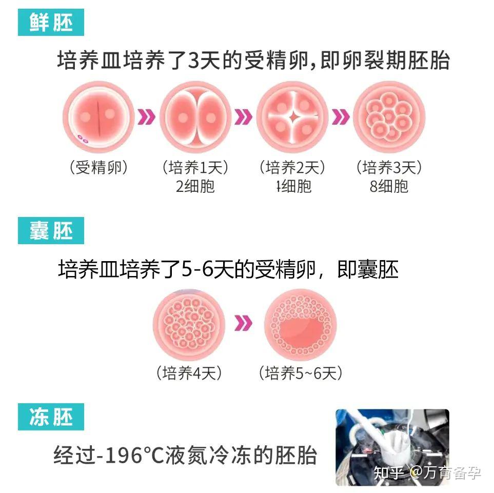 试管婴儿鲜胚、囊胚、冻胚移植那个成功率最高? - 知乎