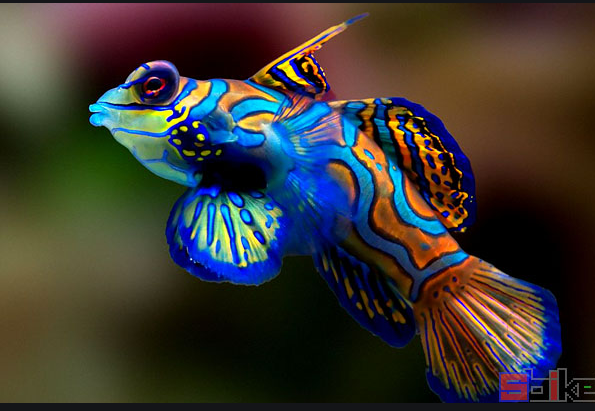 自然界中有哪些五颜六色的动物?