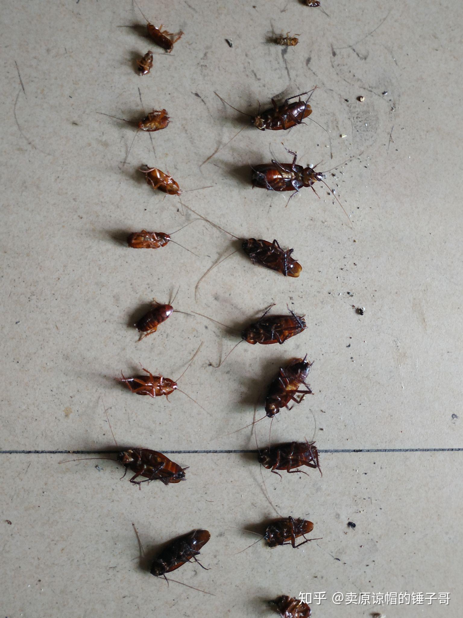 广州蟑螂有多大图片图片