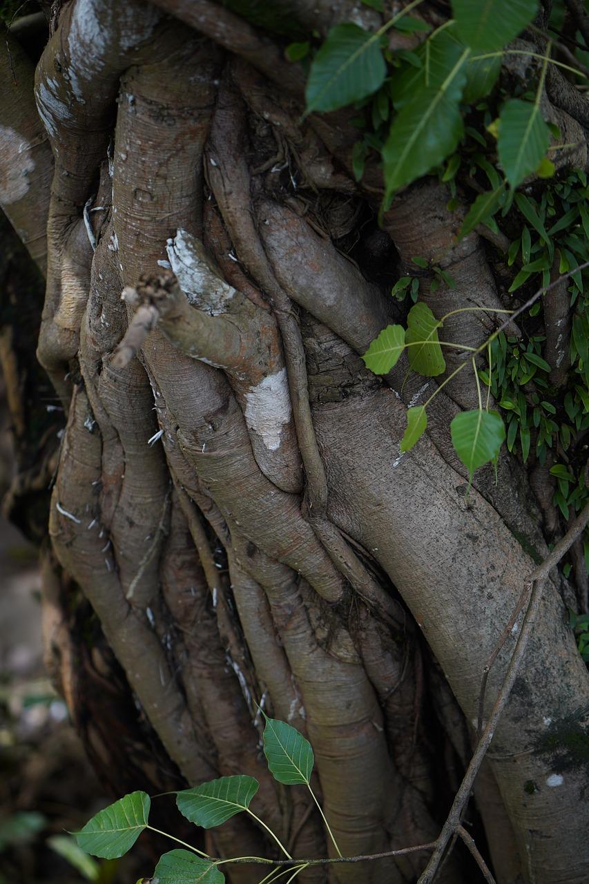 4. 根雕修复秘诀