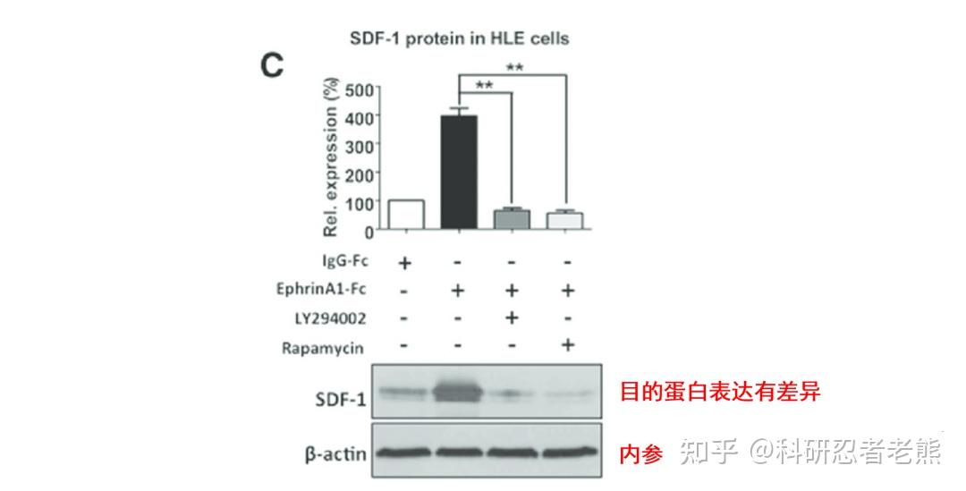 Western blot 实验大忌——稀里糊涂跑内参蛋白 - 知乎