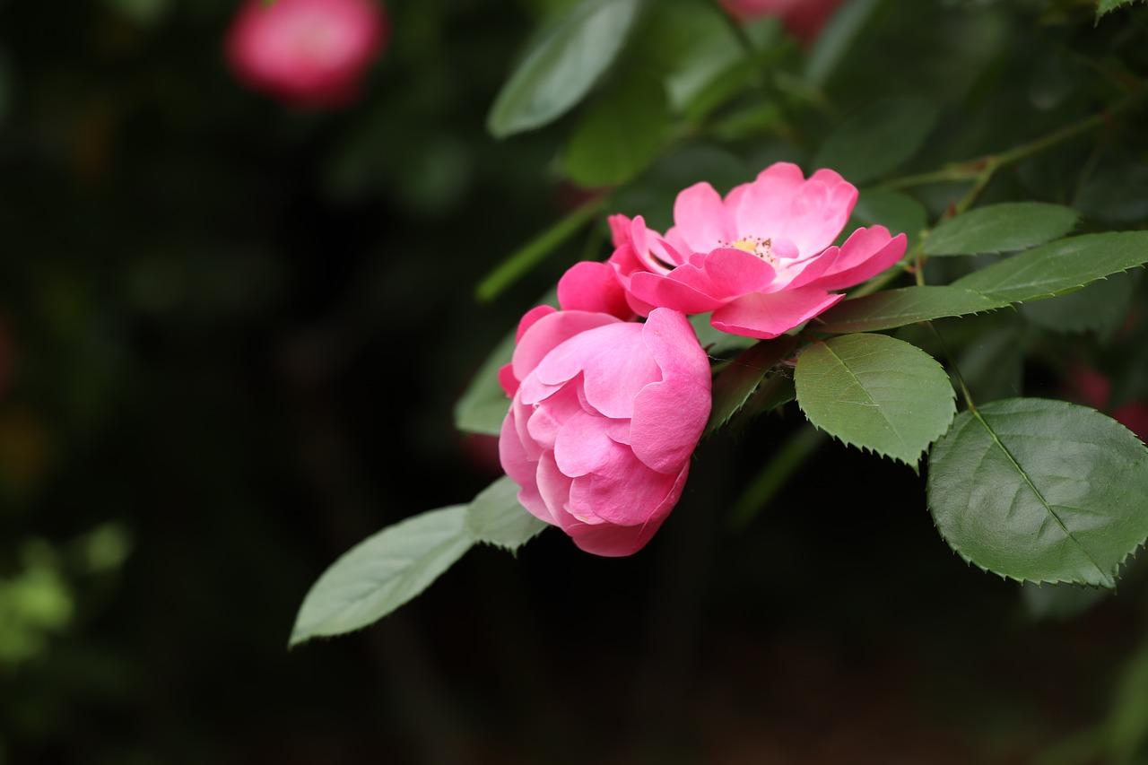 4. 压枝时机把握