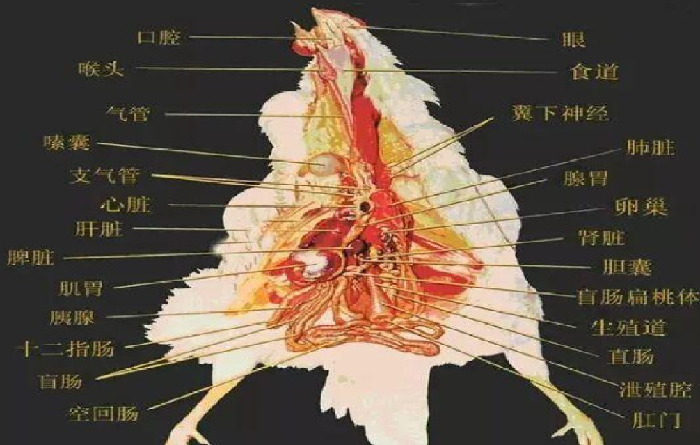 禽类如何受精公鸡的性器官在哪儿鸡是如何完成性交的