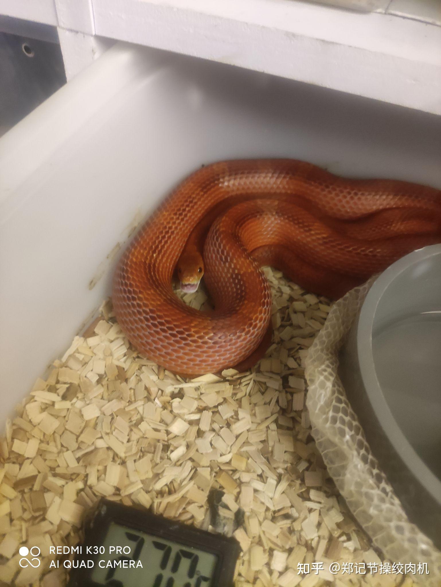 分享一下你的宠物蛇的可爱照片和小故事好吗? - 知乎