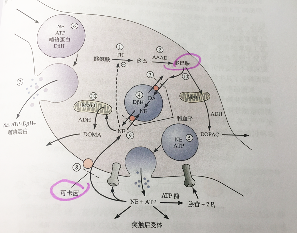 嗑药简史:关于成瘾物质及其依赖机制 - 知乎