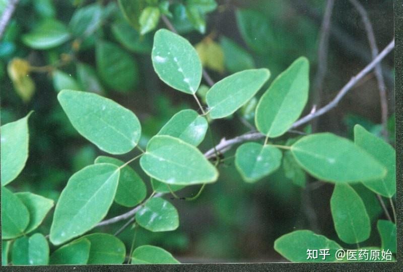 带你识别木通 - 知乎