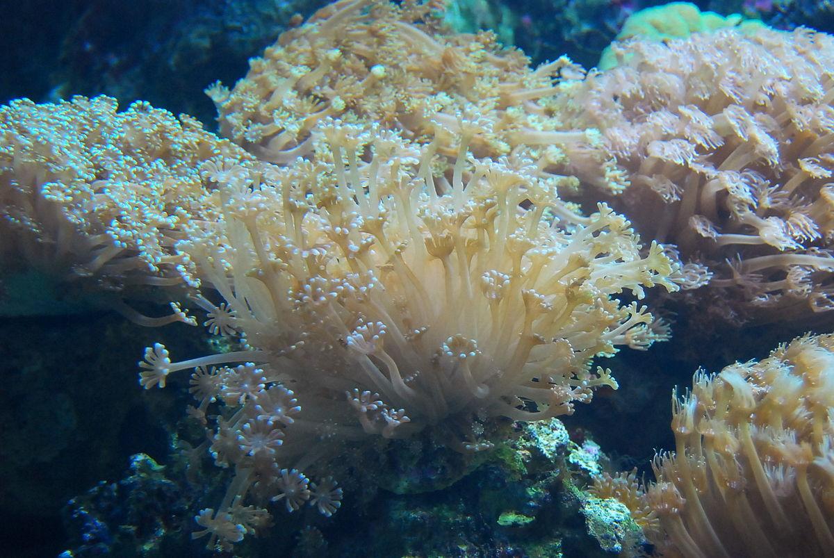 珊瑚 动物 植物 作者 捡海螺的小姑凉 知乎