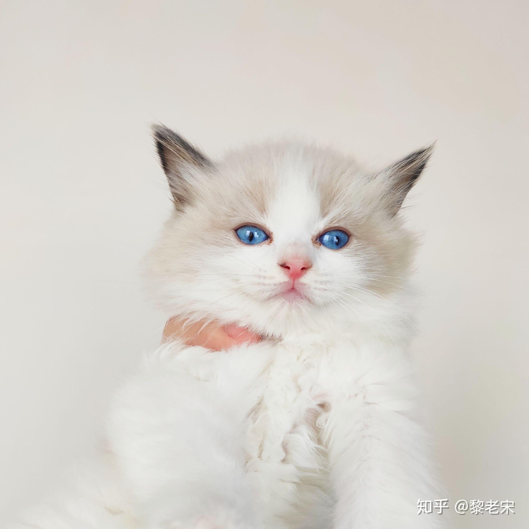 纯白色粉红耳黑尾巴是布偶猫吗