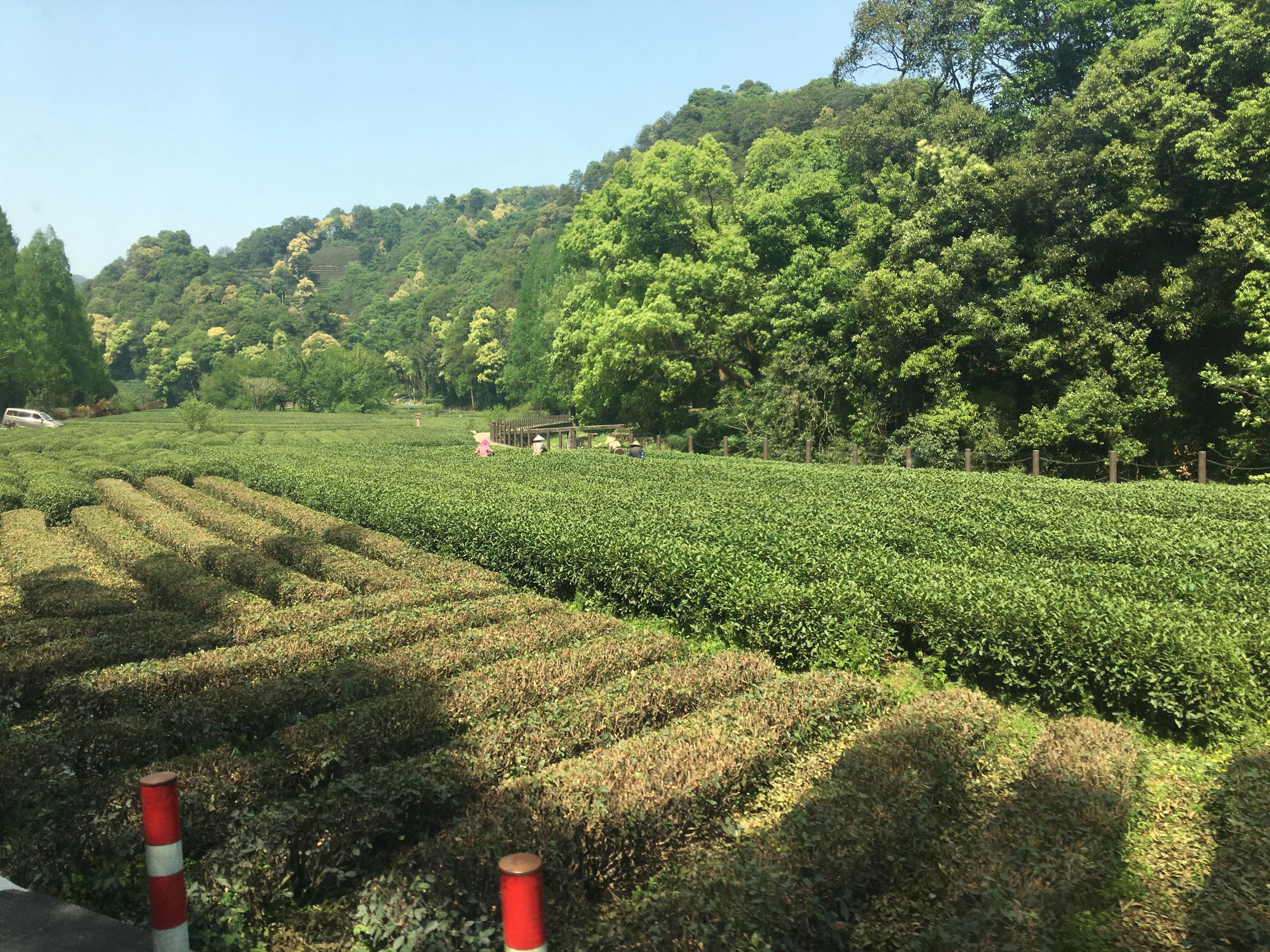 【浙江游记】杭州-梅家坞茶园——松轩竹径,药圃花蹊,茶园稻陌,竹坞梅溪 - 知乎
