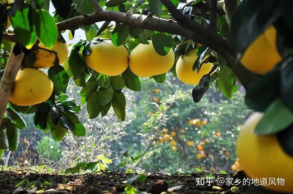 全国哪里的柚子好吃?这10个地方的柚子都很有名,你吃过几种呢 - 知乎