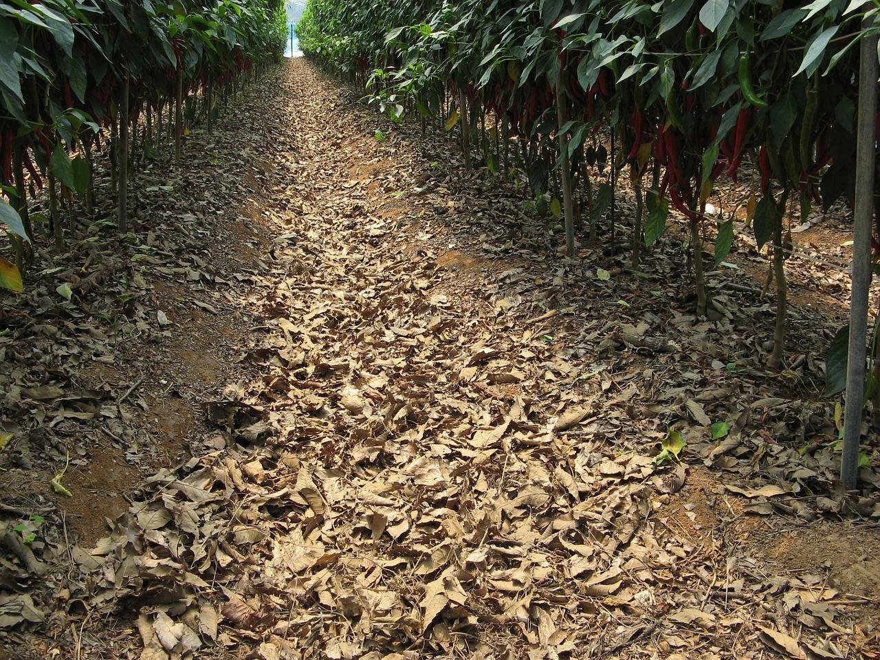 3. 生物菌剂灭菌