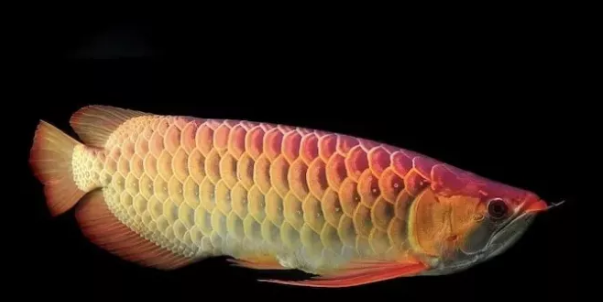 丈夫斥巨资买宠物龙鱼却甩手丢给妻子照料妻子气急把鱼炸了