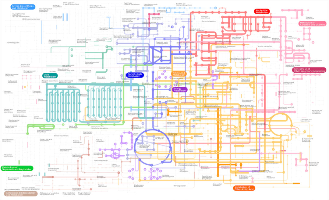 揭秘微生物社区的“社交网络”：基因组规模代谢模型(GEMs)的新前沿 - 知乎