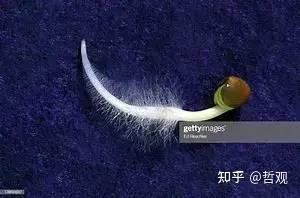 【植物学笔记】根 - 知乎
