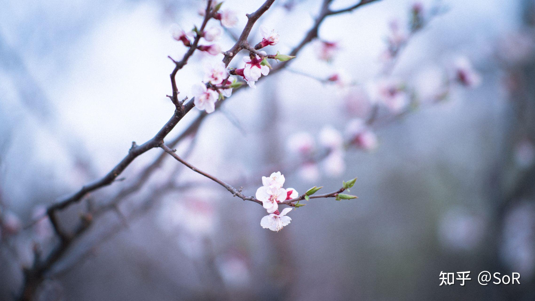 NIKON鏡頭收購