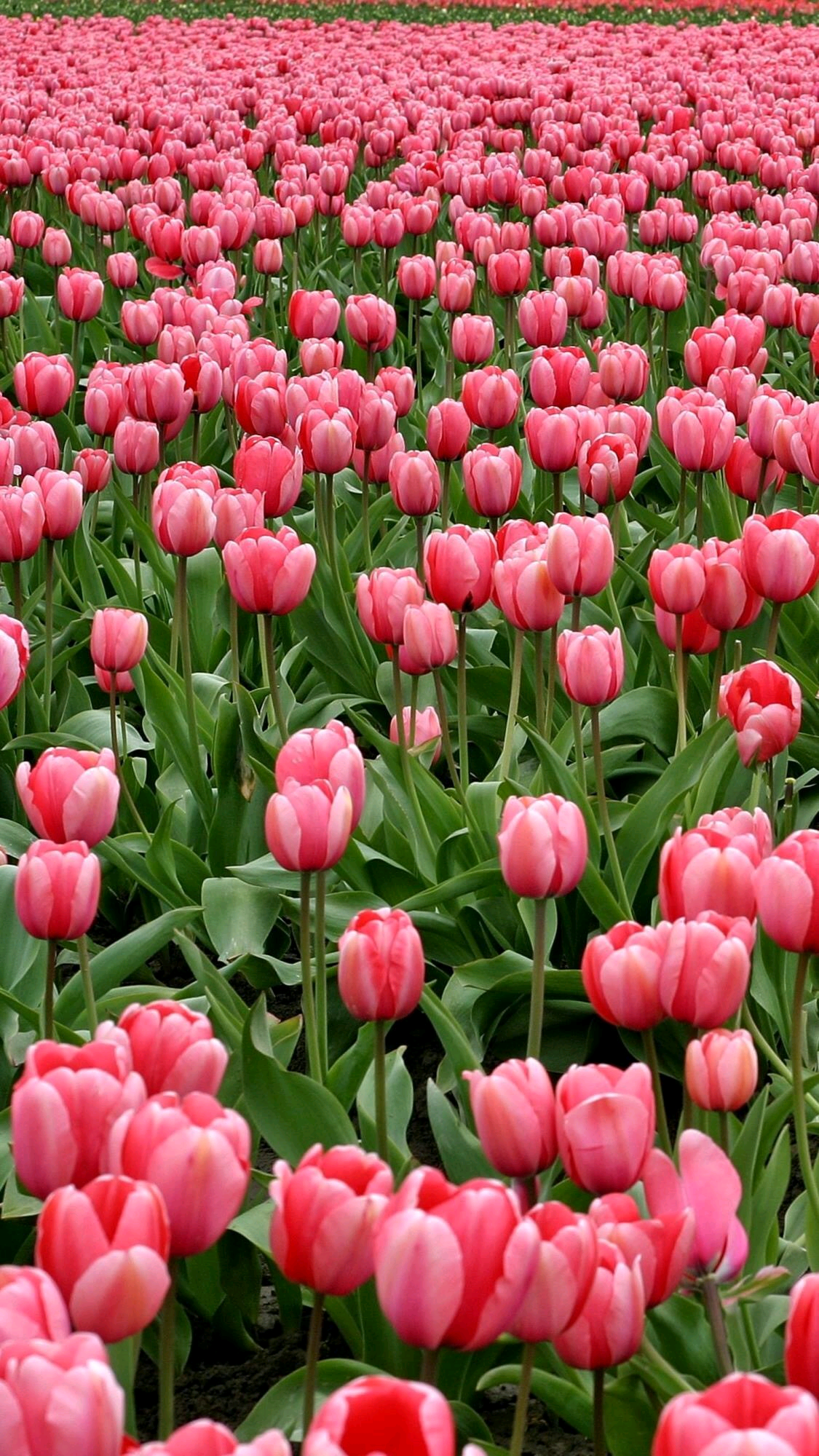 有没有好看的花海的壁纸