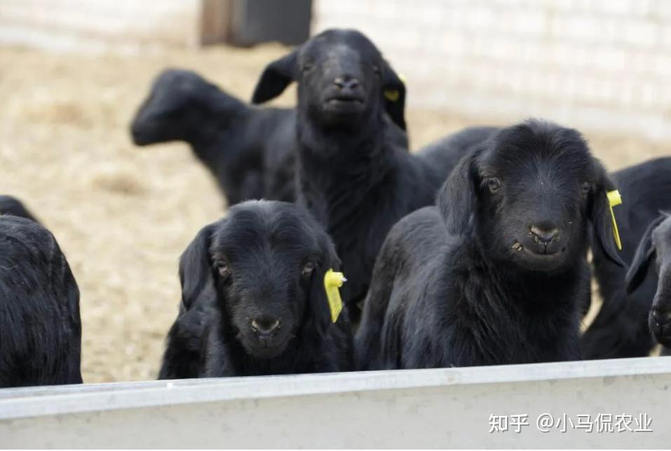 年薪150万的养殖胚胎专家培育“乌骨羊”，一斤羊肉150，大有可为 - 知乎