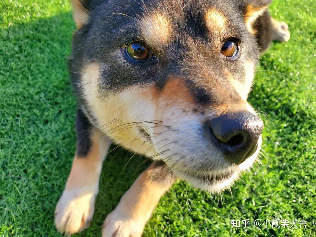 柴犬智商怎么样，柴犬聪明吗？ - 知乎