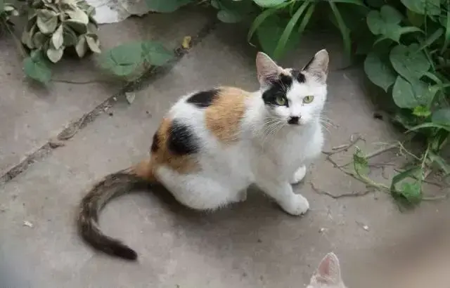 我家养的第一只猫 - 知乎