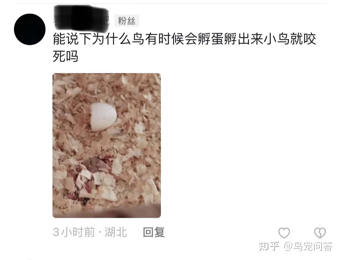 母鸟咬死雏鸟的真实原因 - 知乎