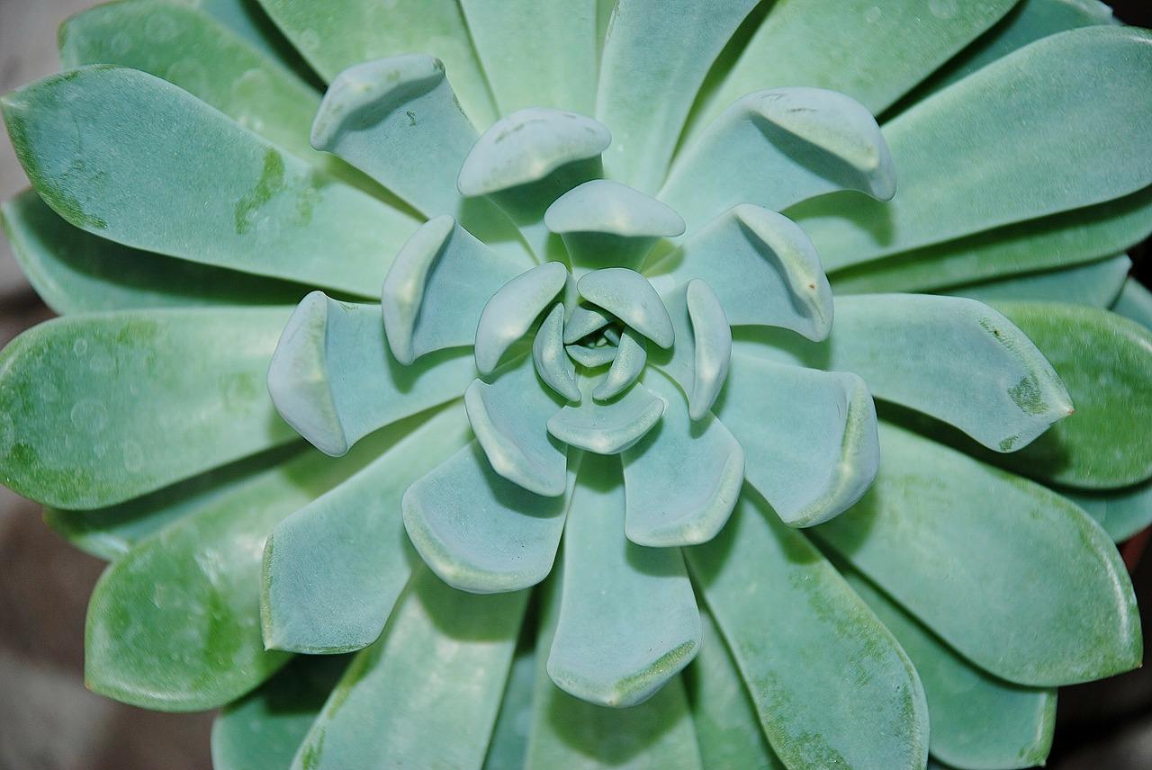 2. 浇水频率技巧