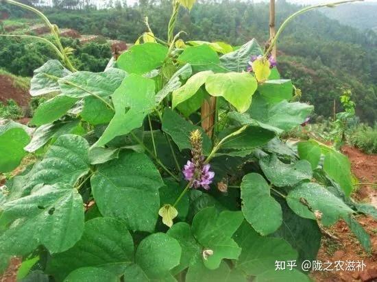 26、葛根 传统鉴别方法(附 葛花) - 知乎