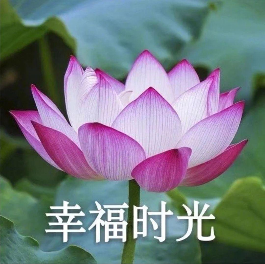有哪些适合中年人用的头像? - 知乎
