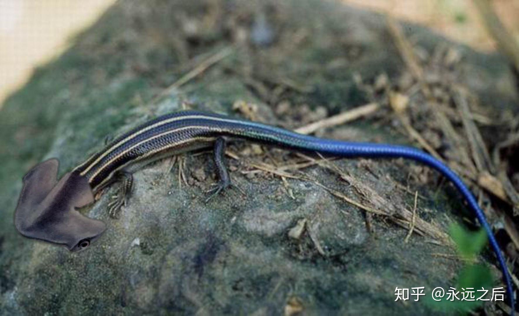 一种动物长的像蛇但是扁扁的头部是个t字专门吃蚯蚓可以把蚯蚓融化再