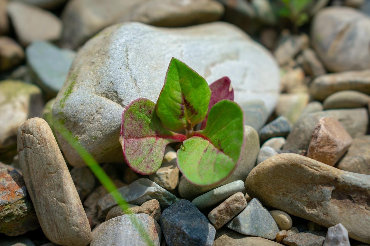 5. 文竹发芽条件