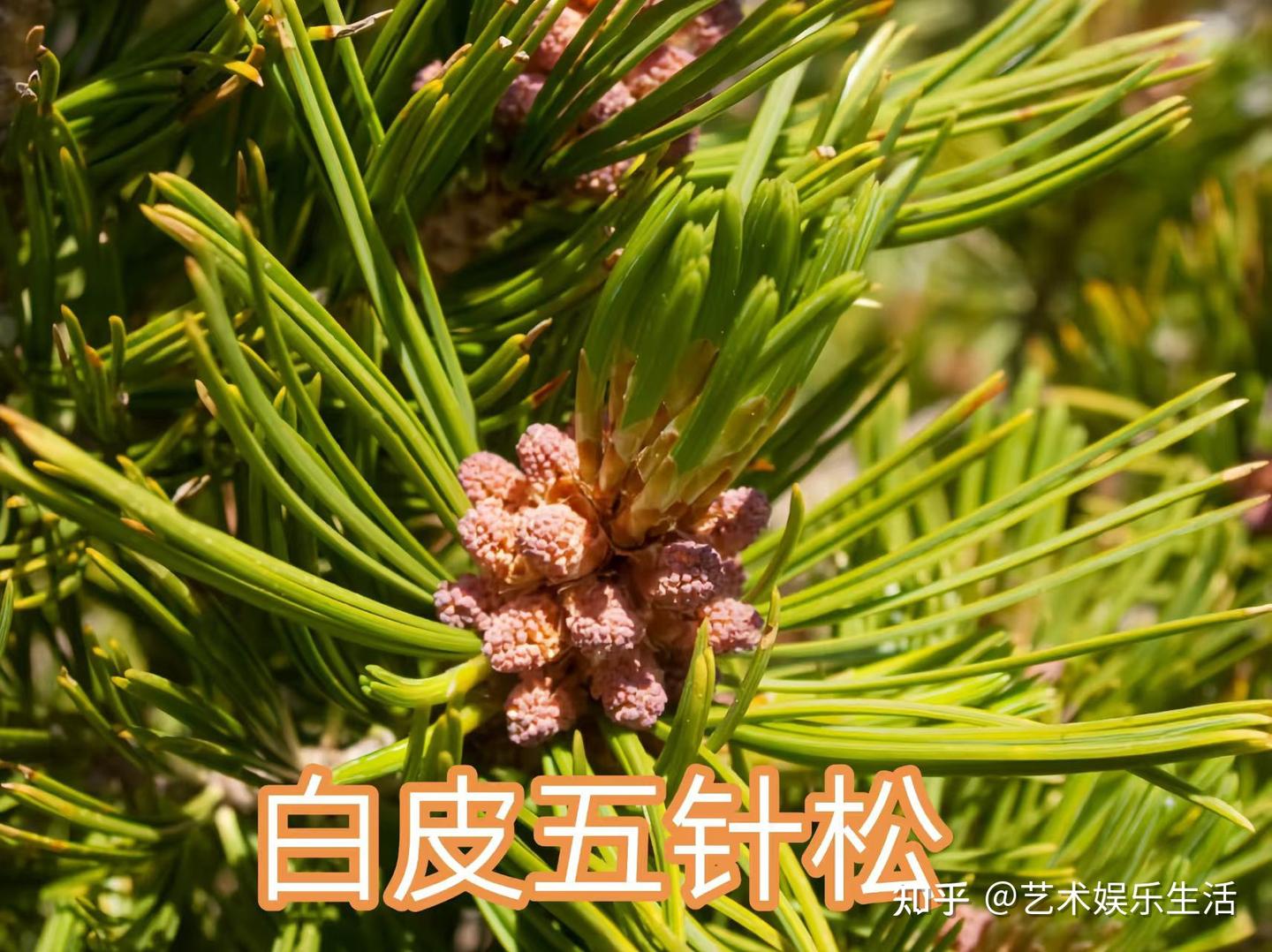 215种松科植物,最长寿的狐尾松已经活了4800岁 - 知乎