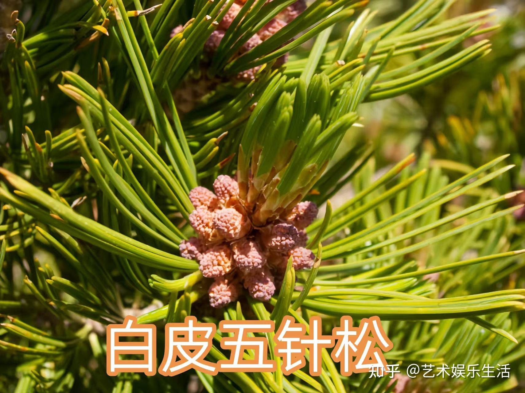 215种松科植物,最长寿的狐尾松已经活了4800岁 - 知乎
