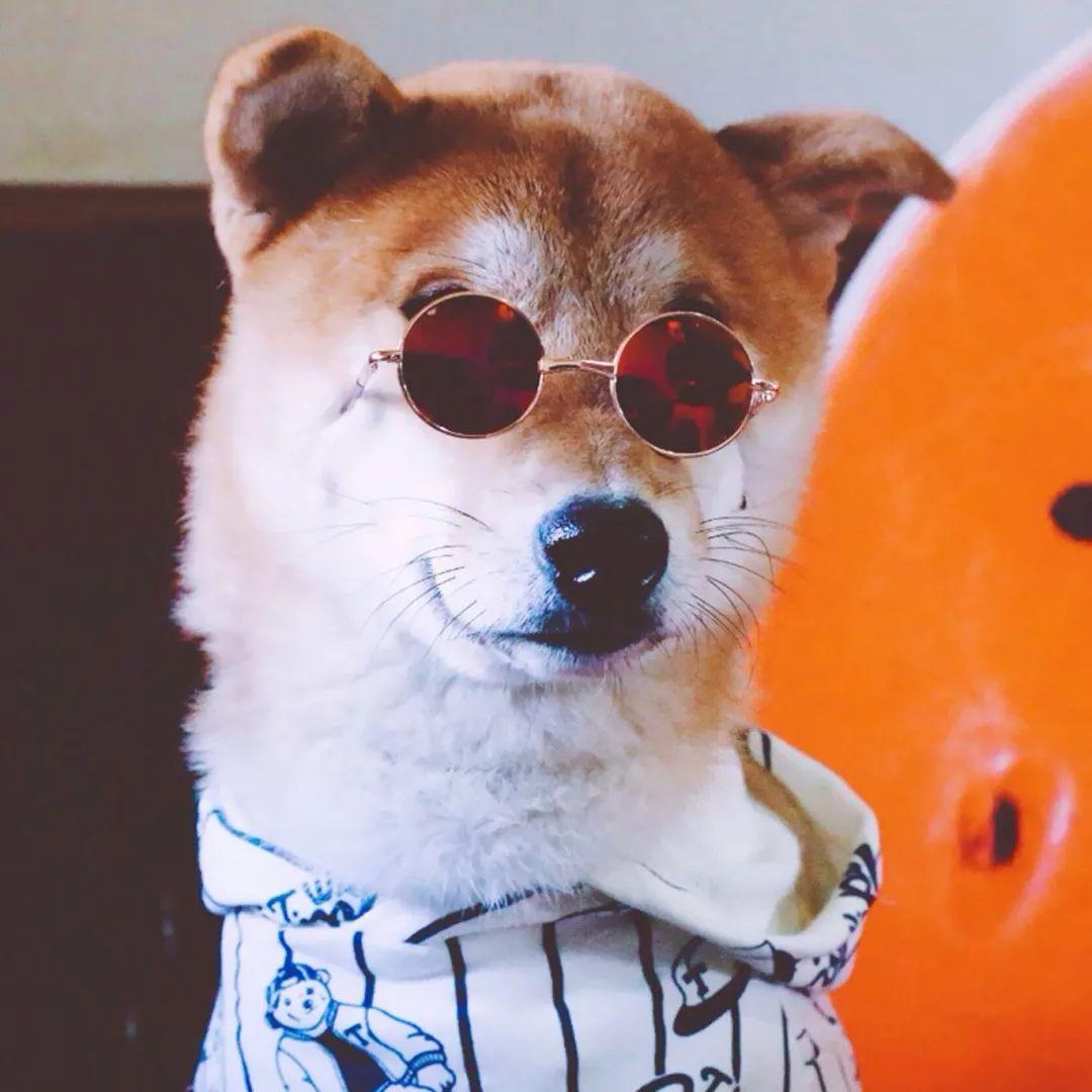 有没有一些柴犬或二哈超可爱的壁纸或头像