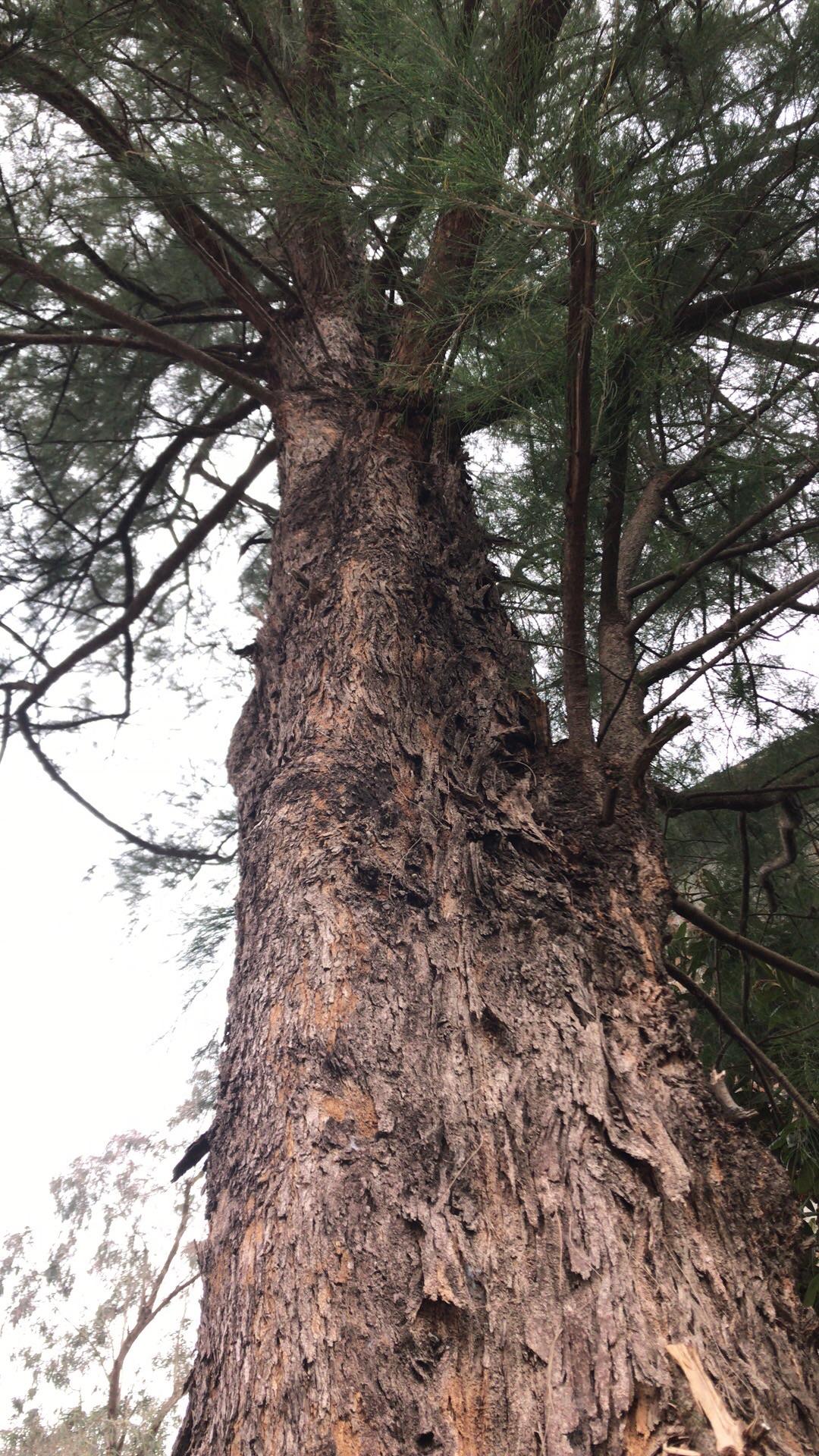 种了45年的木麻黄树直径超过61公分价值多少钱