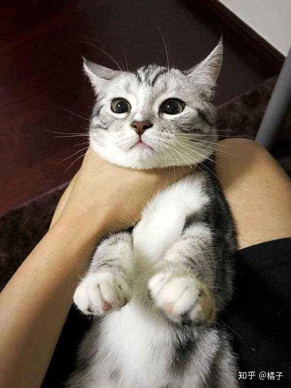 正确的抱猫姿势是怎样的?原来一直以来我都抱错了... - 知乎
