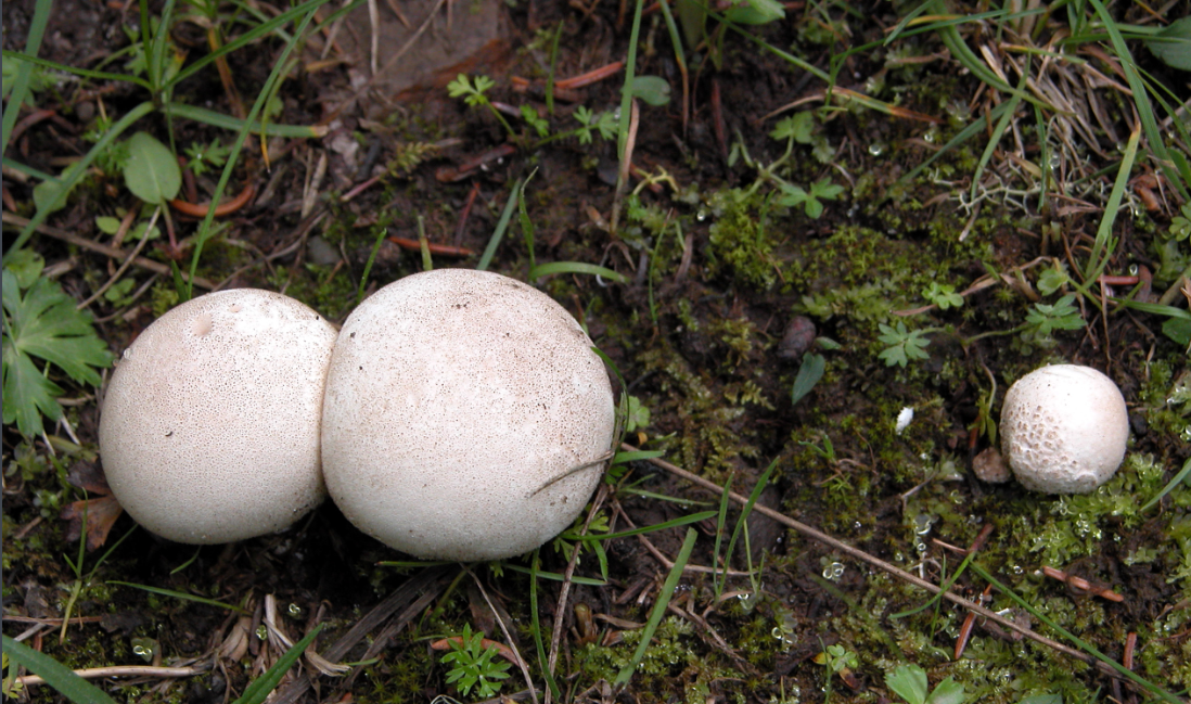 这个白色球形蘑菇能吃吗? - 知乎