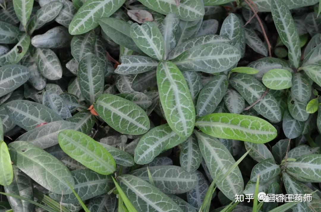 龙脷叶 | 珠海地产岭南中草药之十八 - 知乎